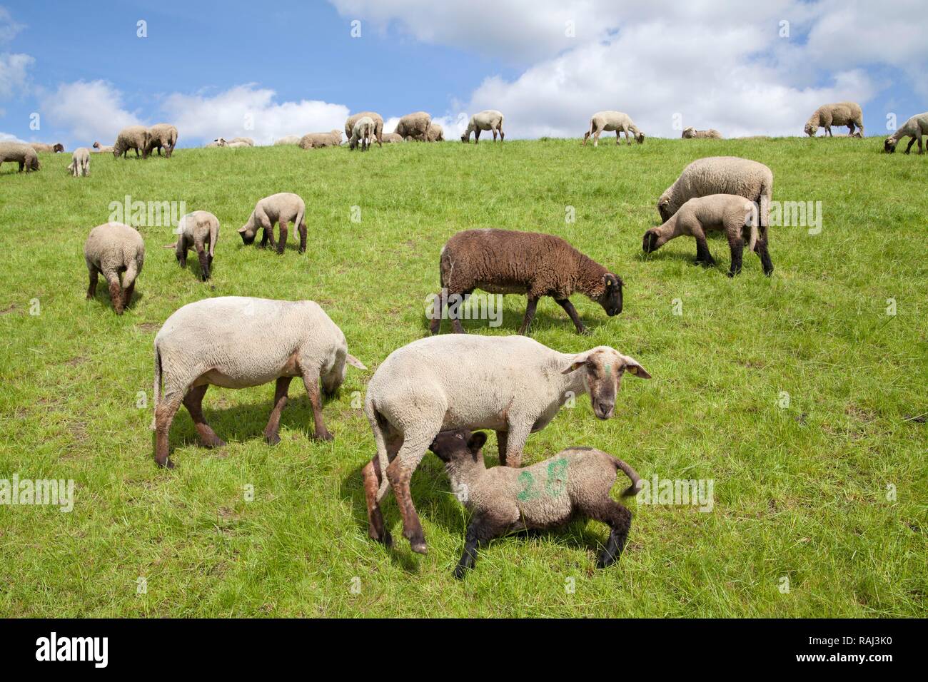 Schafe auf dem Deich, Altes Land Obst- region, Niedersachsen, PublicGround Stockfoto