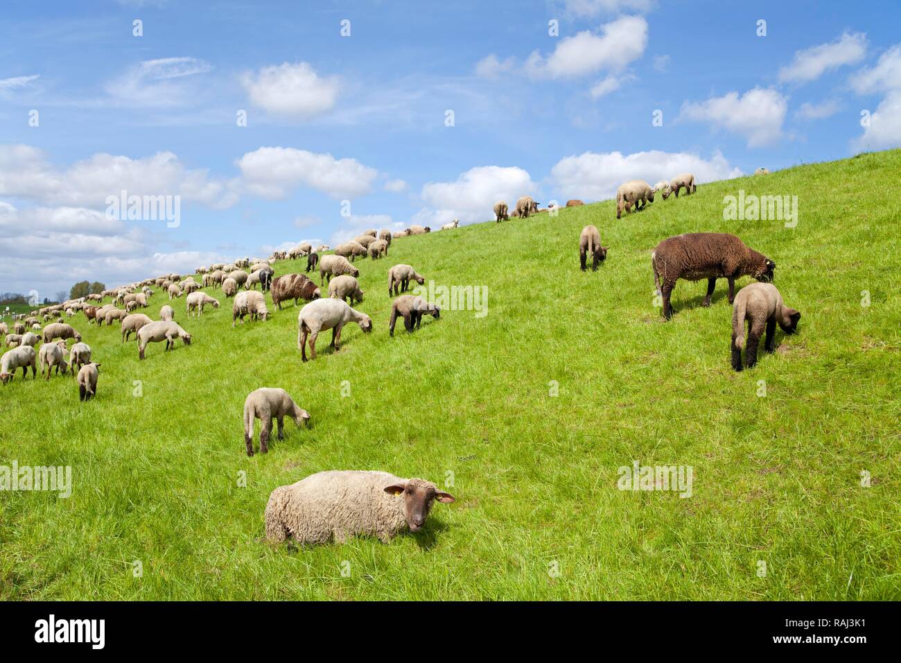 Schafe auf dem Deich, Altes Land Obst- region, Niedersachsen, PublicGround Stockfoto