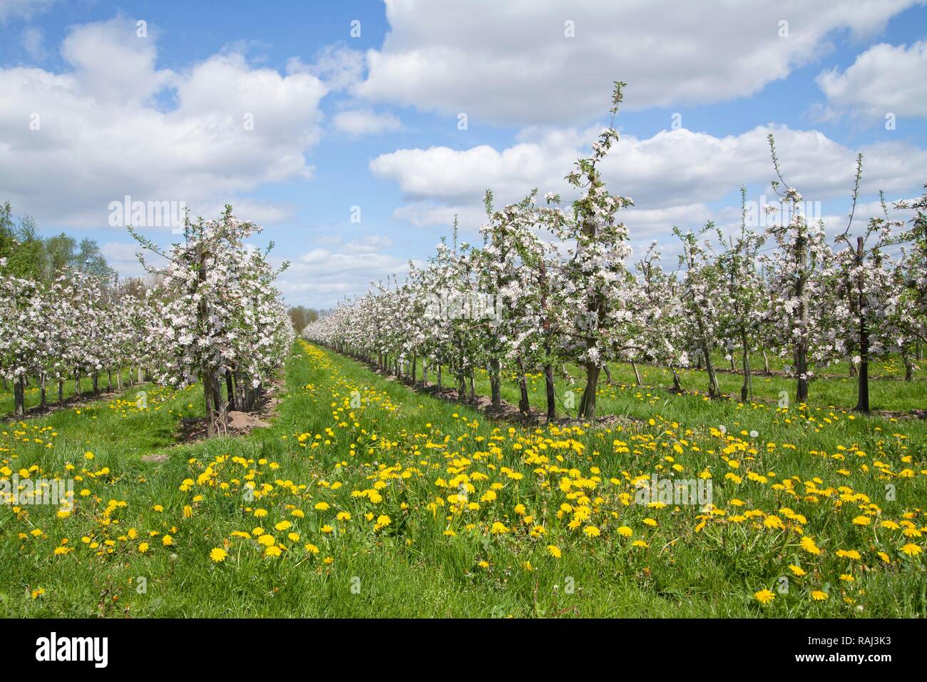 Apple Blossom, Altes Land Obst- region, Niedersachsen Stockfoto