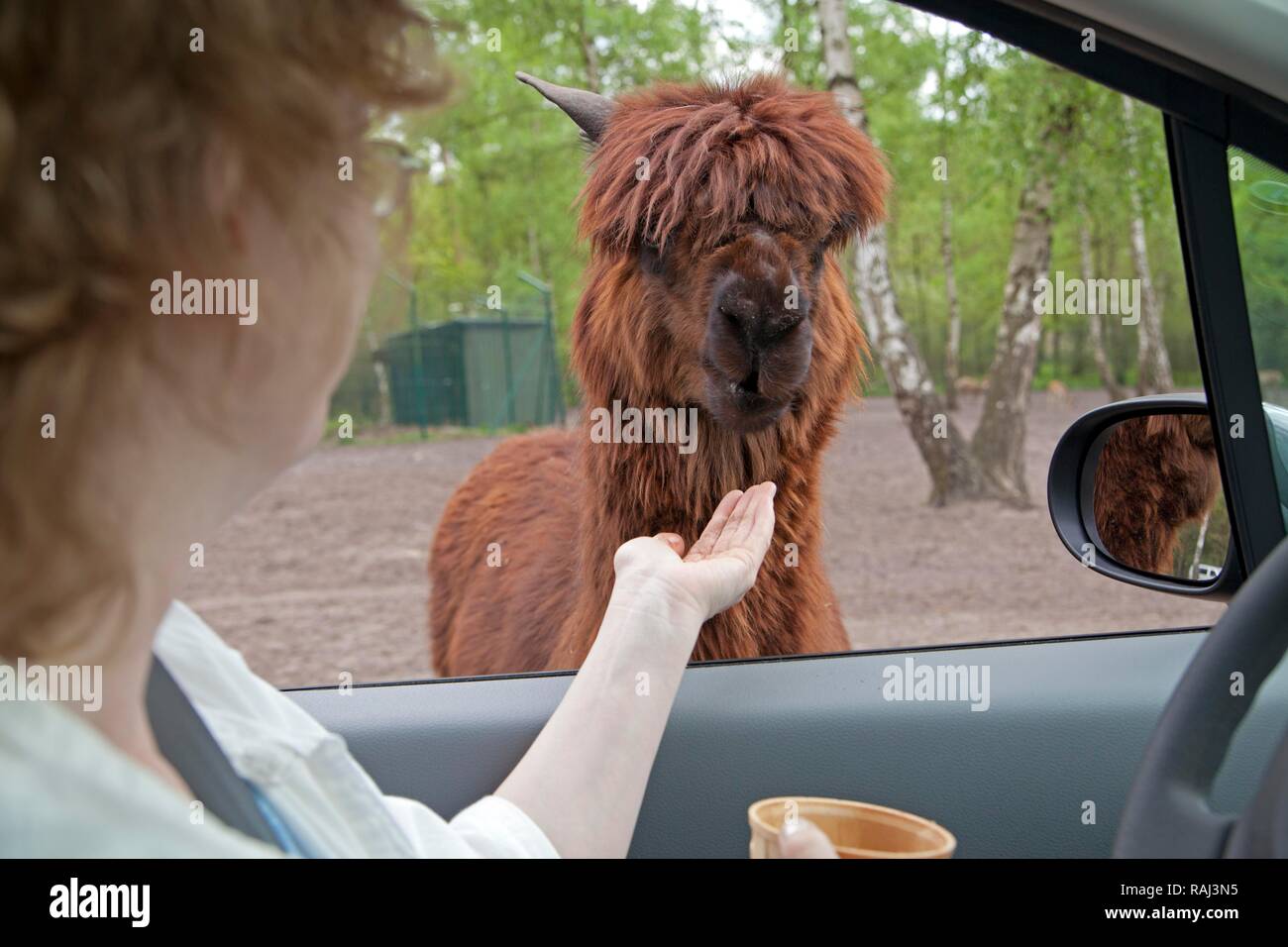 Treiber das Füttern einer Alpaka (Vicugna pacos) durch ein Autofenster, Serengeti Park Zoo und Freizeitpark, Hodenhagen, Niedersachsen Stockfoto