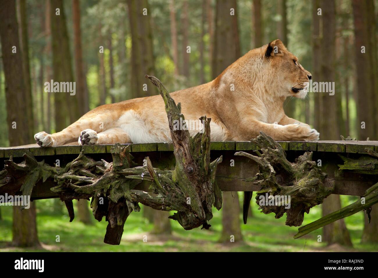 Löwin (Panthera leo), Serengeti Park Zoo und Freizeitpark, Hodenhagen, Niedersachsen Stockfoto