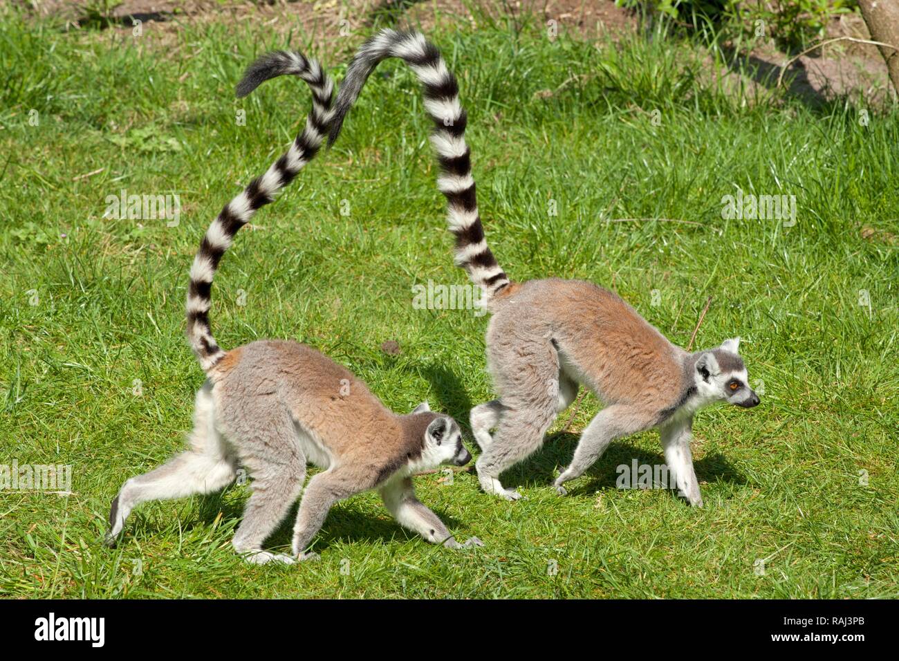 Kattas (Lemur catta), Serengeti Park Zoo und Freizeitpark, Hodenhagen, Niedersachsen Stockfoto