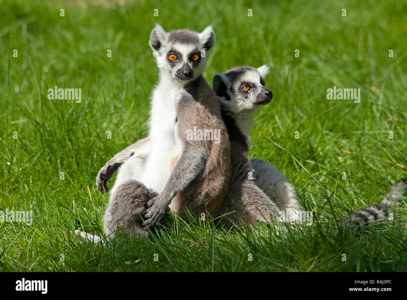 Kattas (Lemur catta), Serengeti Park Zoo und Freizeitpark, Hodenhagen, Niedersachsen Stockfoto