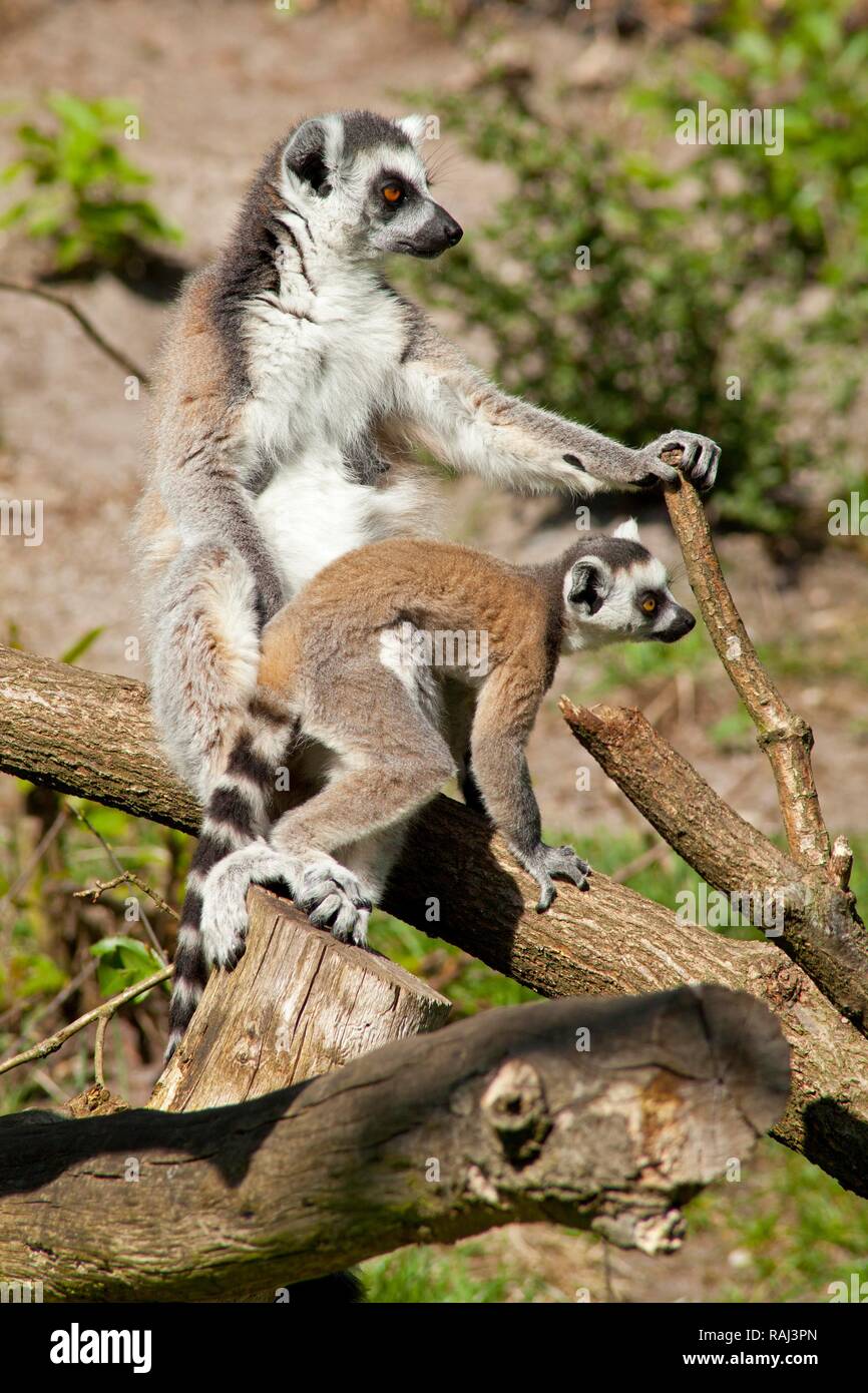 Kattas (Lemur catta), erwachsene und junge, Serengeti Park Zoo und Freizeitpark, Hodenhagen, Niedersachsen Stockfoto
