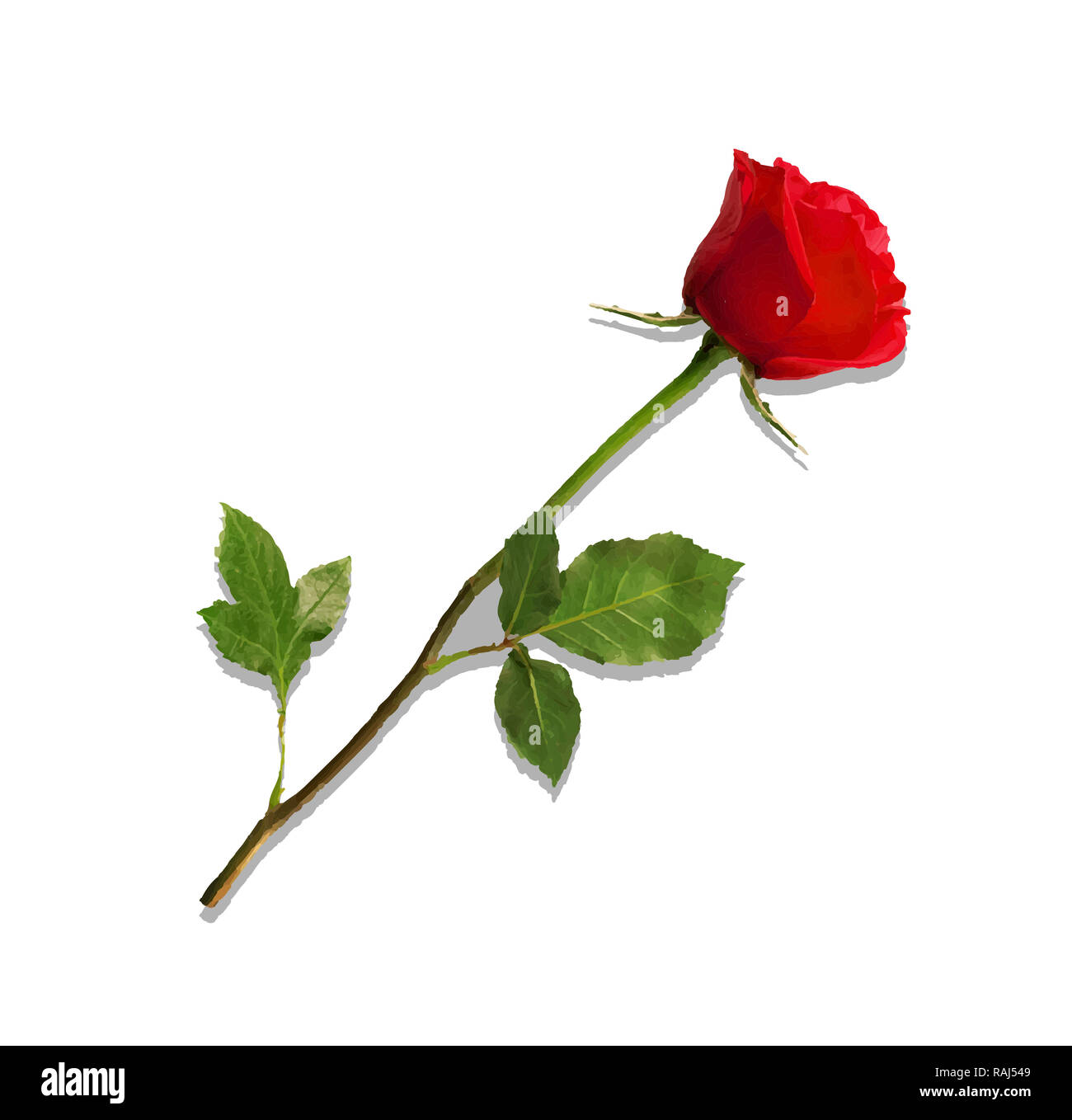Abbildung fotorealistische, sehr detaillierte Blume der rote Rose auf