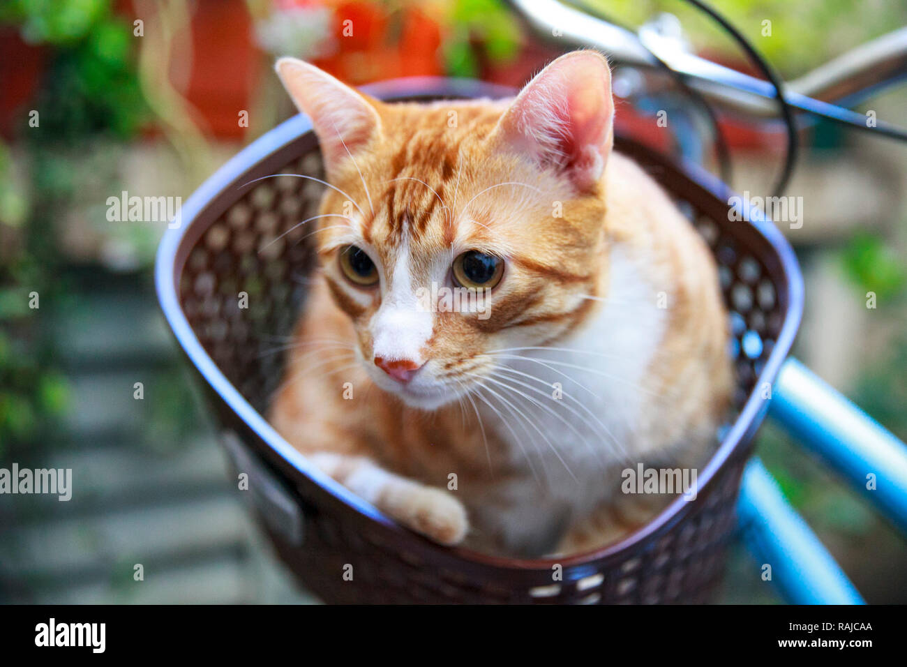 Katze auf's Bike Warenkorb Stockfoto
