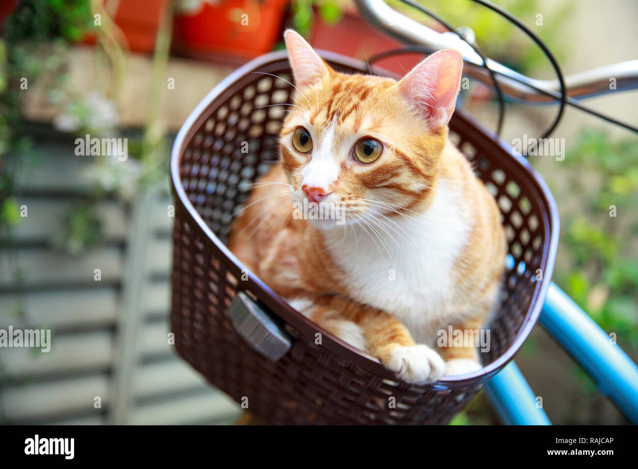 Katze auf's Bike Warenkorb Stockfoto