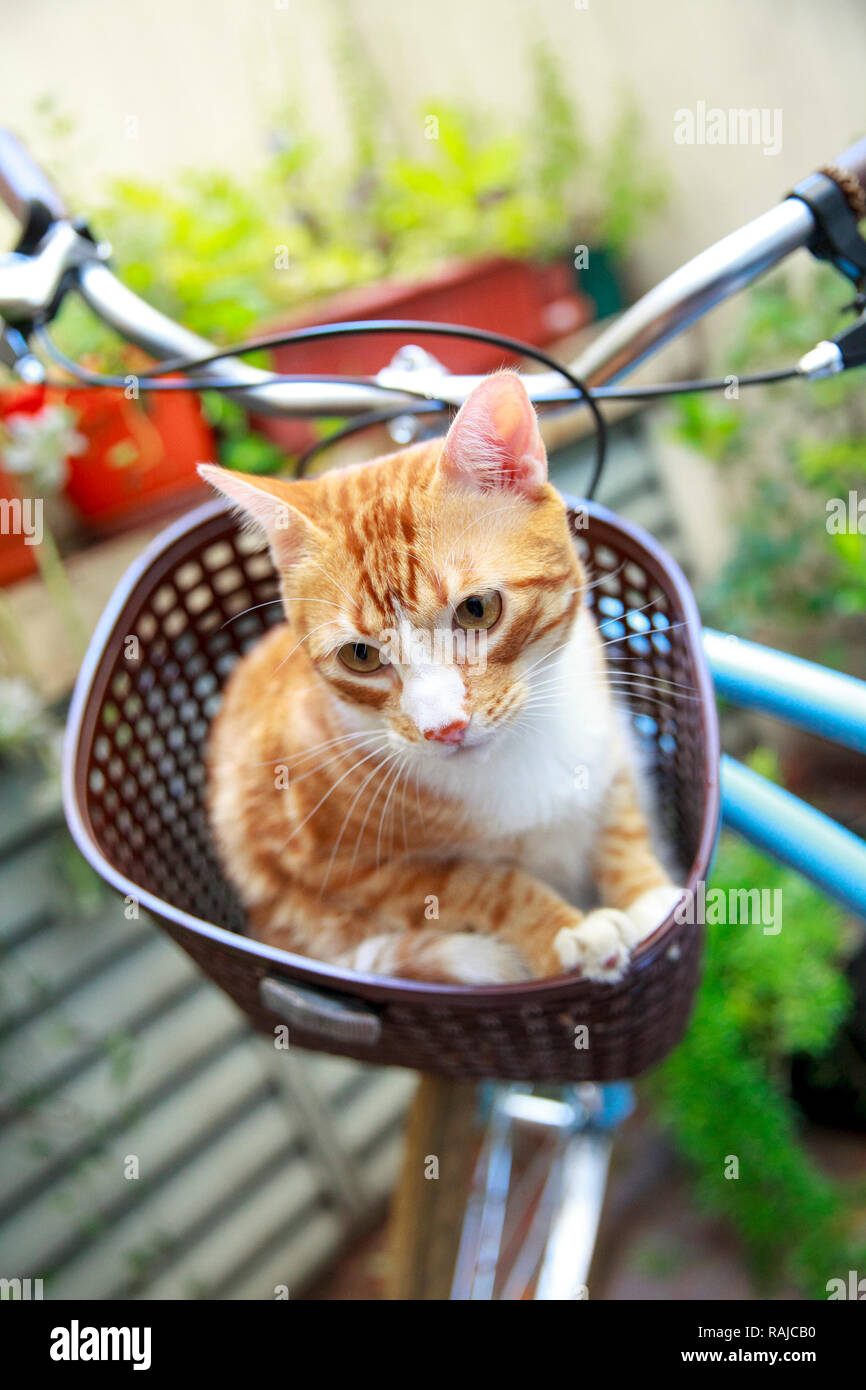 Katze auf's Bike Warenkorb Stockfoto