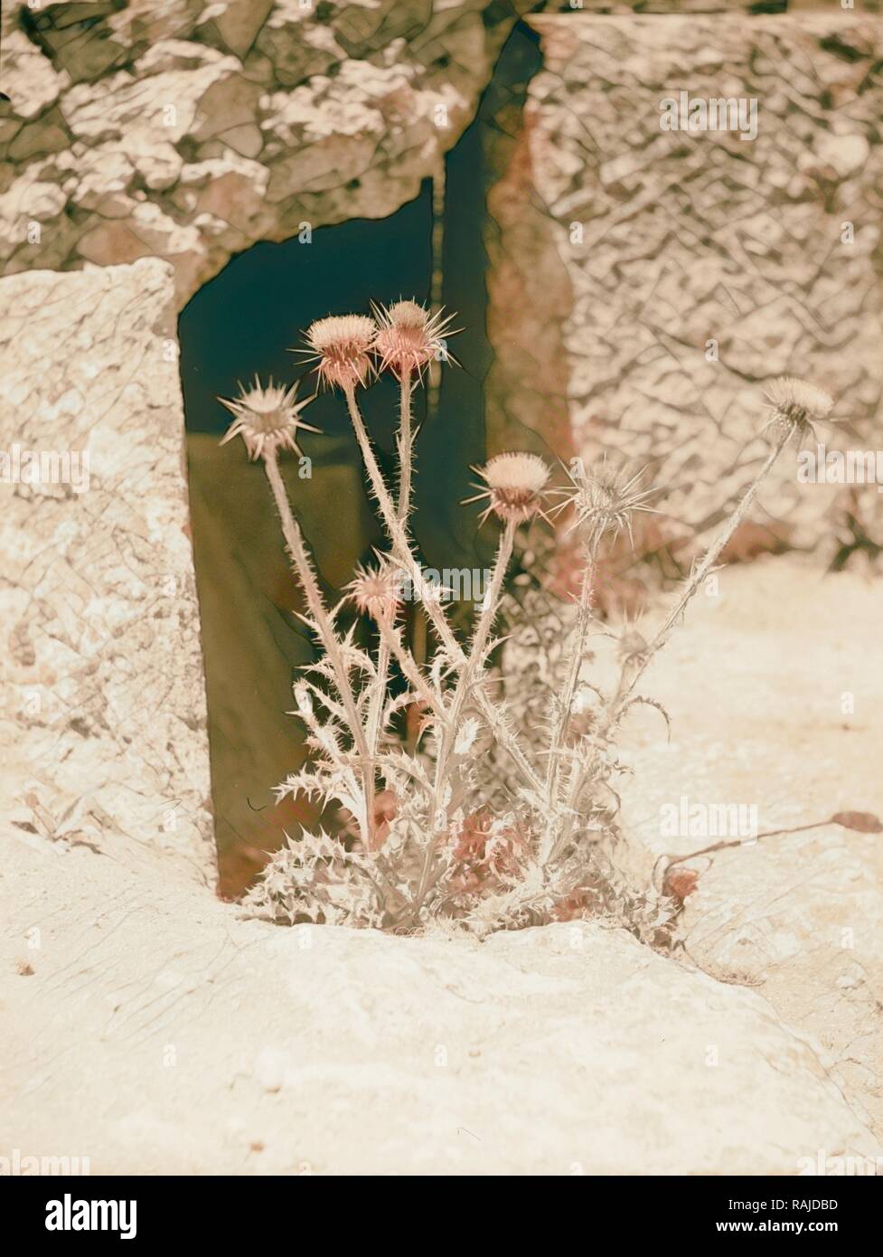 Landwirtschaft, Silybum Marianum. L. Gaertn. Mariendistel oder Lady Thistle. Wachsende auf der Oberseite des Bacchus Tempel in Neuerfundene Stockfoto