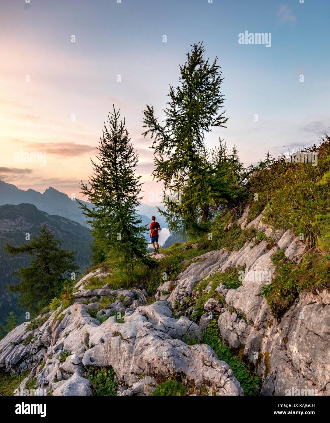 Wanderer steht zwischen zwei Lärchen (Larix), Gipfeltreffen der Feldkogel, Berge, Blick auf den Königssee bei Sonnenuntergang, links Watzmann Stockfoto