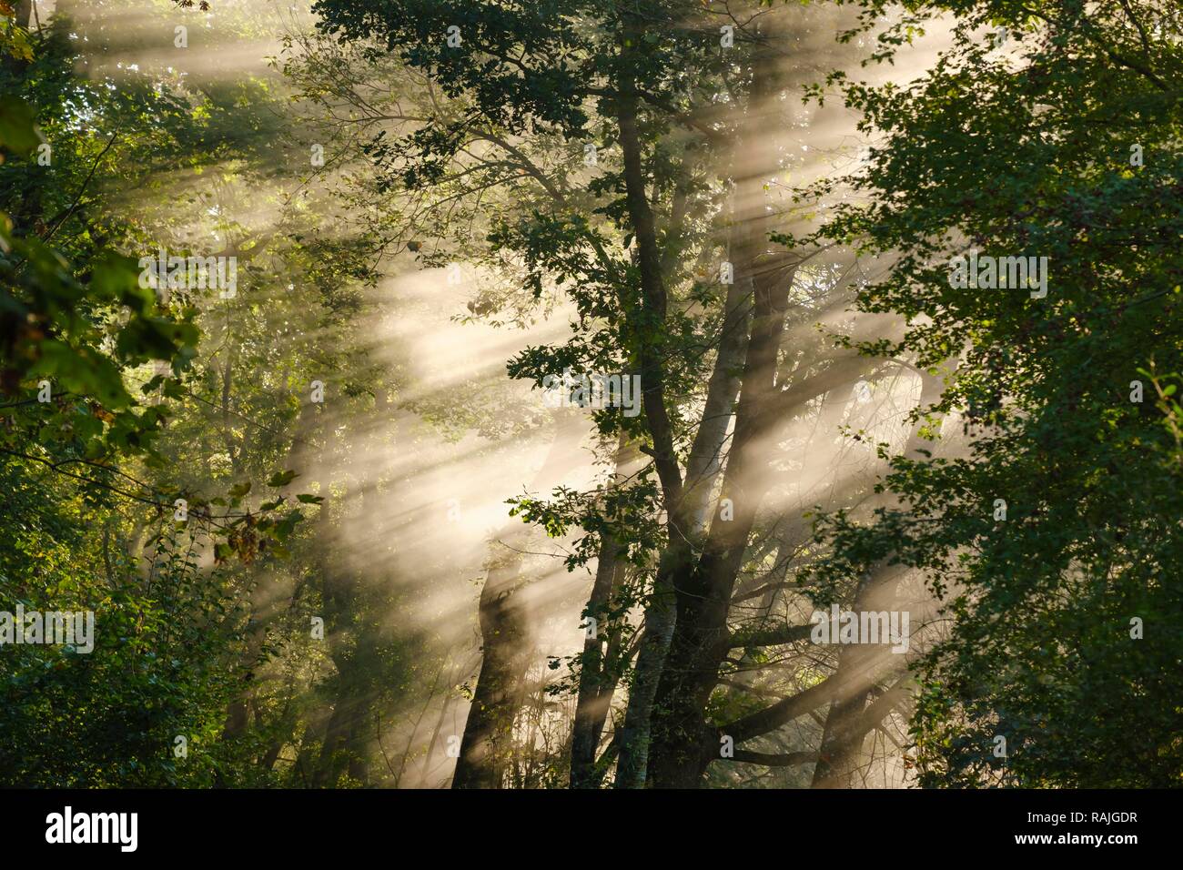 Nebel mit seitlichen Sonnenstrahlen im Wald, Naturschutzgebiet Isarauen in der Nähe von Niederhummel, Oberbayern, Bayern, Deutschland Stockfoto