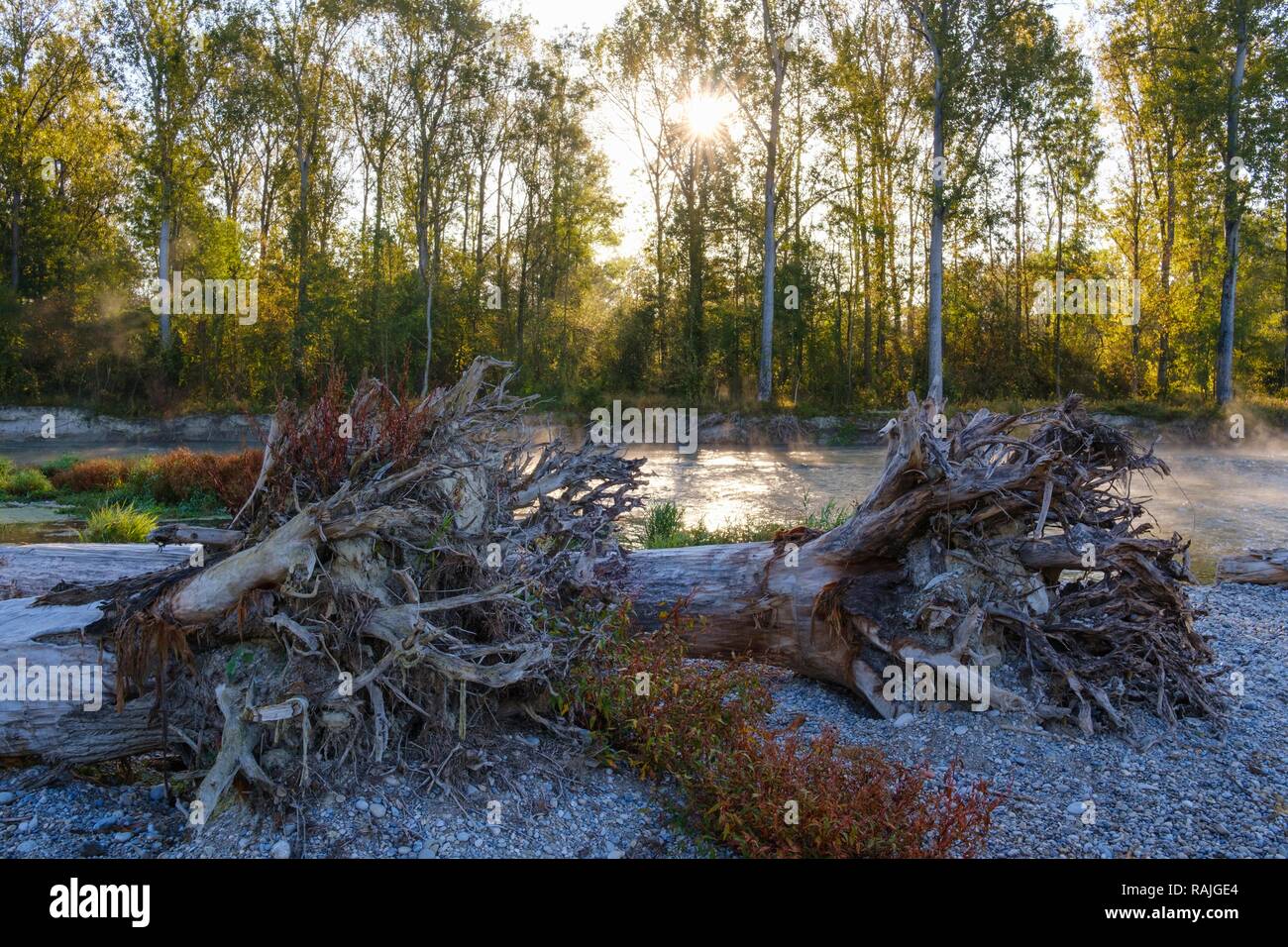 Baumstämme mit Wurzeln liegen auf Schotter Bank an der Isar, Naturschutzgebiet Isarauen in der Nähe von Niederhummel, Bezirk Freising Stockfoto
