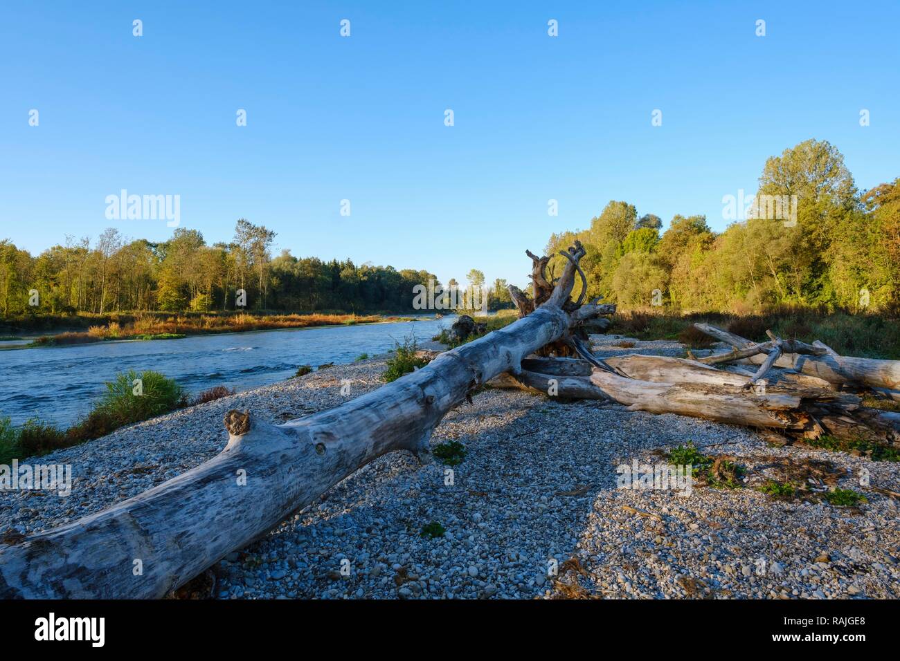 Baumstämme Liegen auf Kies Bank auf der Isar, Naturschutzgebiet Isarauen zwischen Hangenham und Moosburg, Kreis Freising Stockfoto