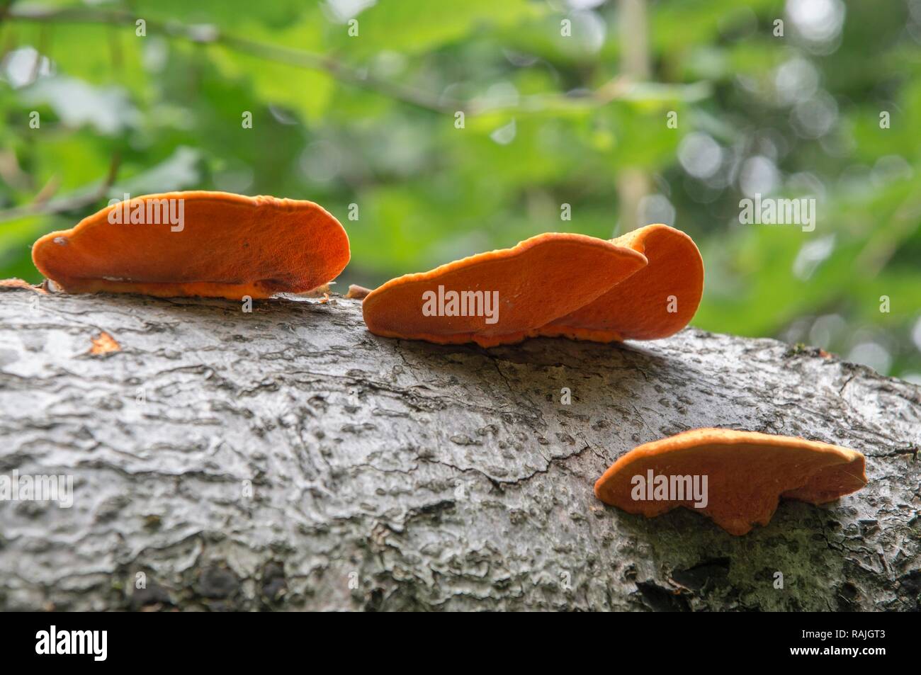 Tinnabar schwamm (Pycnoporus cinnabarinus), Rotbuche, Burgkwald, Ost Thüringen, Deutschland Stockfoto