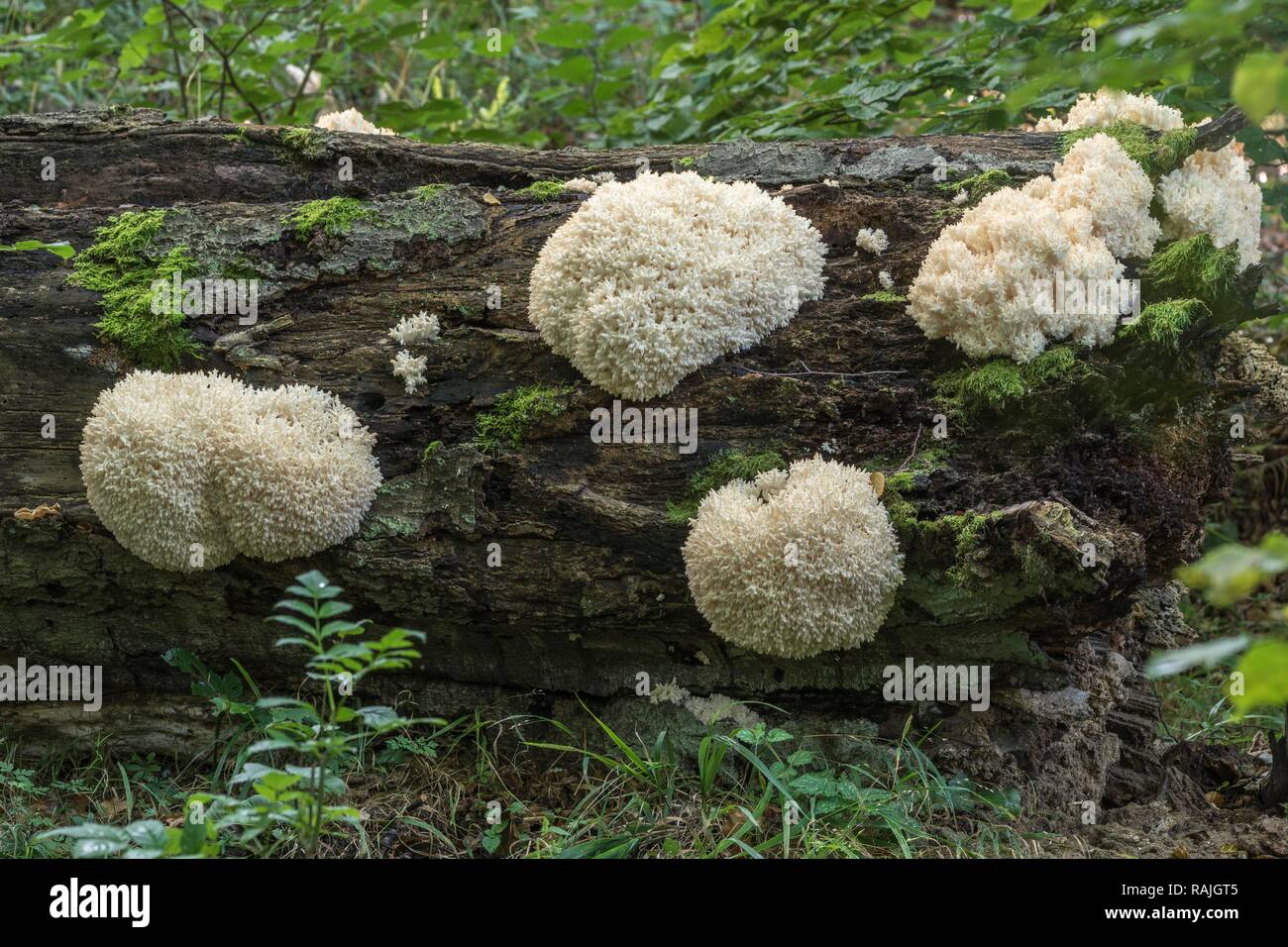 Bear's Kopf (Hericium coralloides) auf horizontalen Buche Stamm, Bleiberg, östlichen Thüringen, Deutschland Stockfoto
