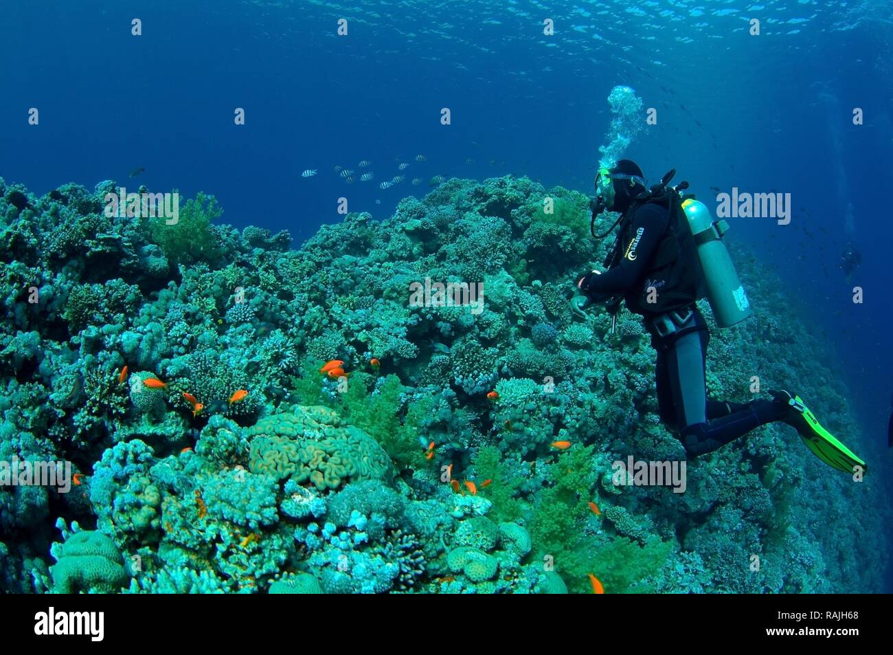 Diver, Blue Hole, Dahab, Rotes Meer, Ägypten, Afrika Stockfoto