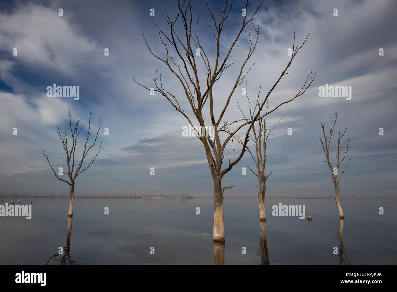 Trockene Bäume in der Stadt Epecuen. Himmel und Wasser sind am Horizont verwirrt. Salt Lake, die zu verheerenden Überschwemmungen. Stockfoto