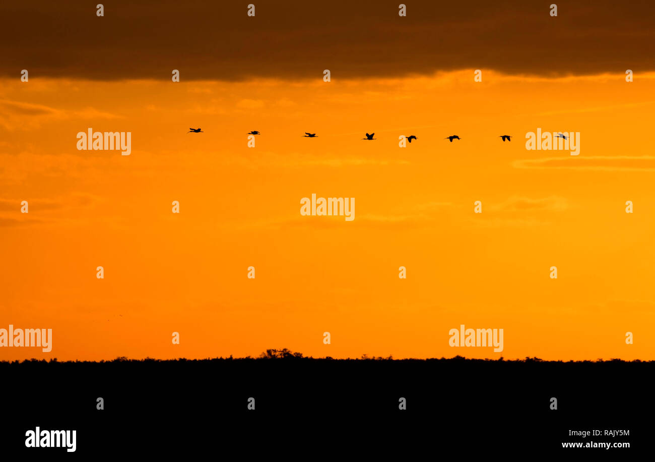 Ibis Sonnenuntergang, Arthur R. Marshall Loxahatchee National Wildlife Refuge, Florida Stockfoto