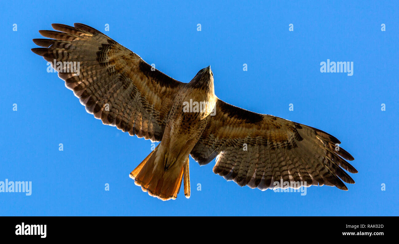 Red tailed Hawk auf der Pirsch Stockfoto