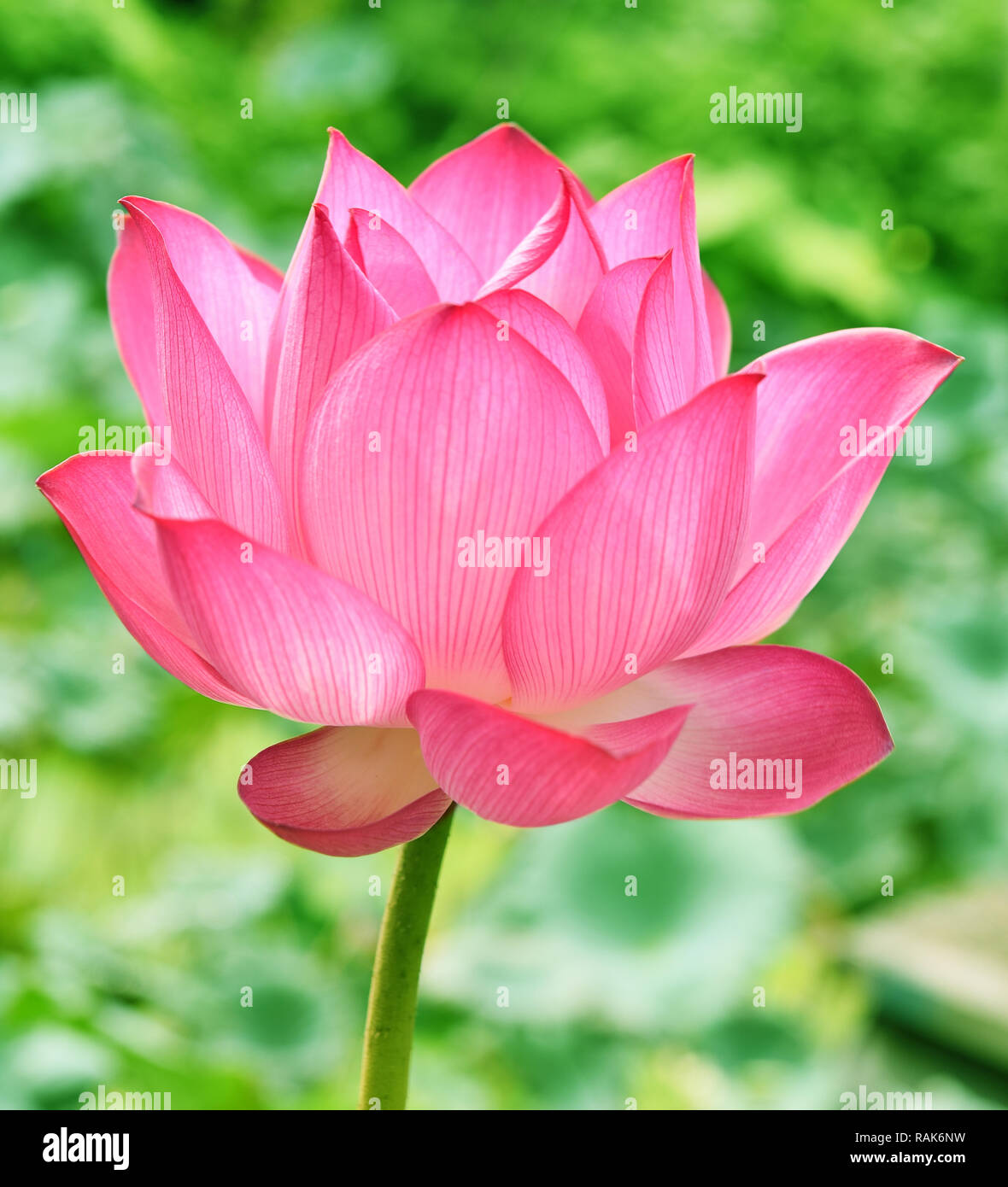 Schöne rosa Lotus Blume in blooning Stockfoto