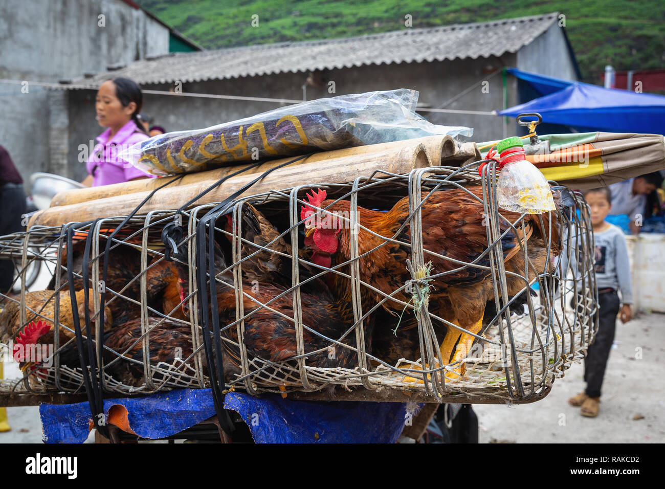 Eingesperrten Hühner auf einem Fahrrad im vietnamesischen Markt, Ha Giang Loop, Provinz Ha Giang, Vietnam, Asien Stockfoto