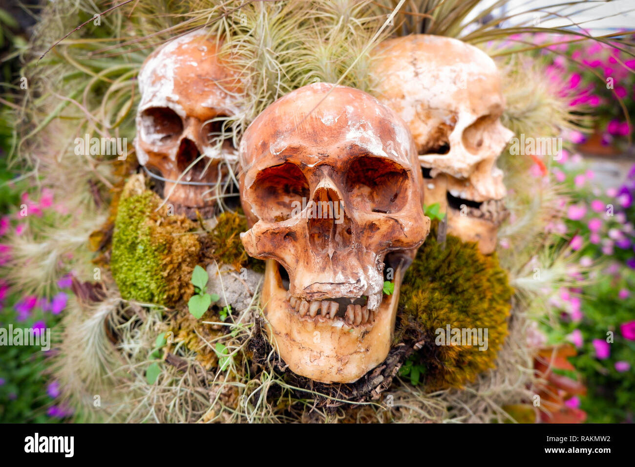 Menschlicher Schädel/drei Schädel Modell schmücken im Garten Pflanzen und Schädel auf Mos mit Blume Garten Hintergrund Stockfoto
