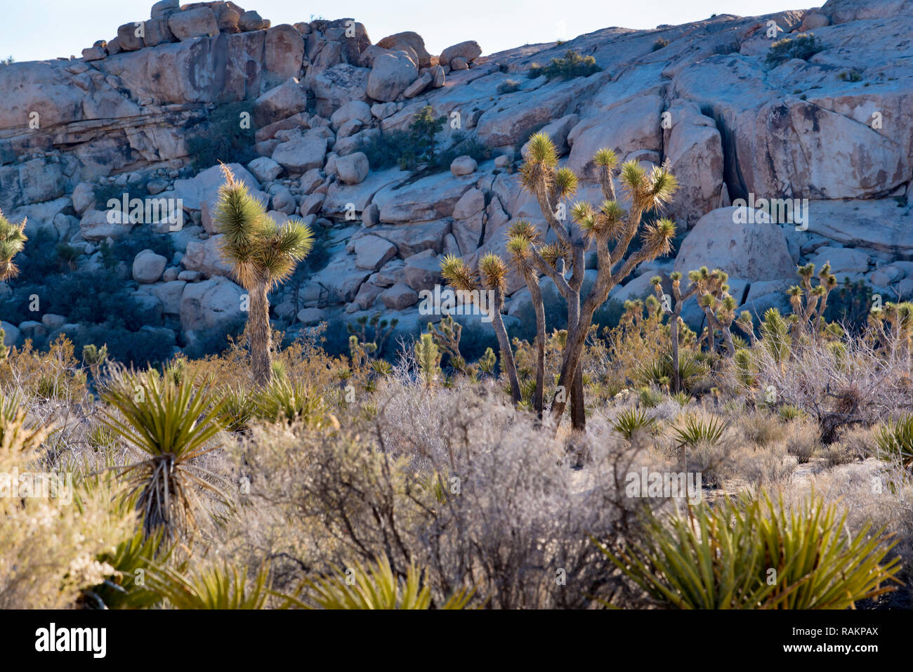 Joshua Bäume (Yucca Buergeri) oder Yuccas steigen über die niedrig wachsenden Wüste Laub vor großen Granitfelsen in Joshua Tree Nat Park Stockfoto