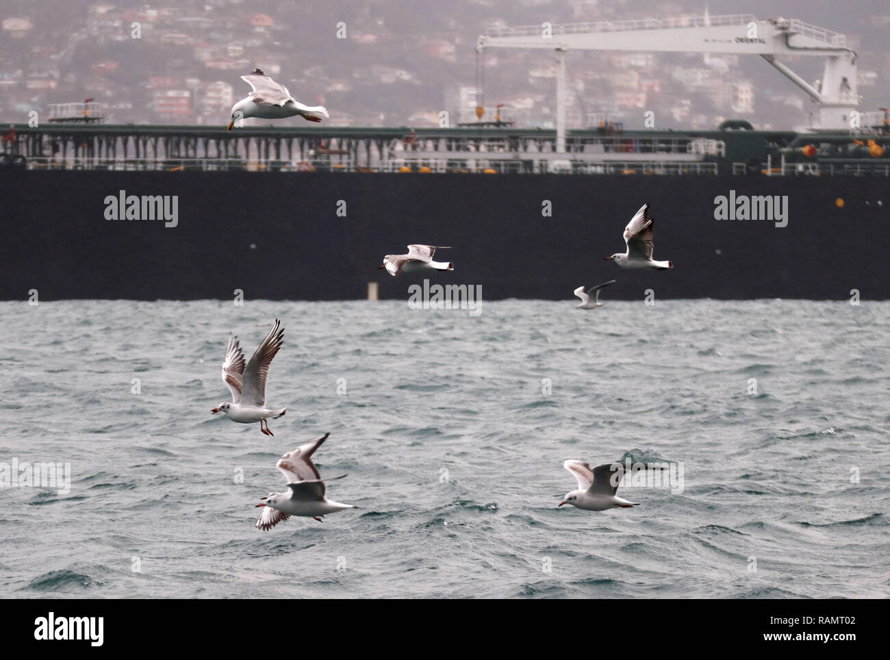 Istanbul, Türkei. Am 4. Januar, 2019. Möwen sind am Bosporus in Istanbul, Türkei, Jan. 4, 2019 gesehen. Credit: Xu Suhui/Xinhua/Alamy leben Nachrichten Stockfoto