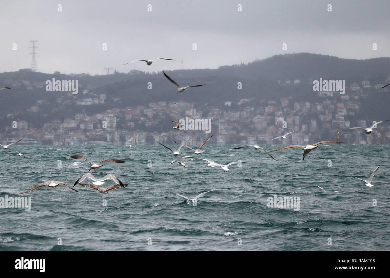 Istanbul, Türkei. Am 4. Januar, 2019. Möwen sind am Bosporus in Istanbul, Türkei, Jan. 4, 2019 gesehen. Credit: Xu Suhui/Xinhua/Alamy leben Nachrichten Stockfoto