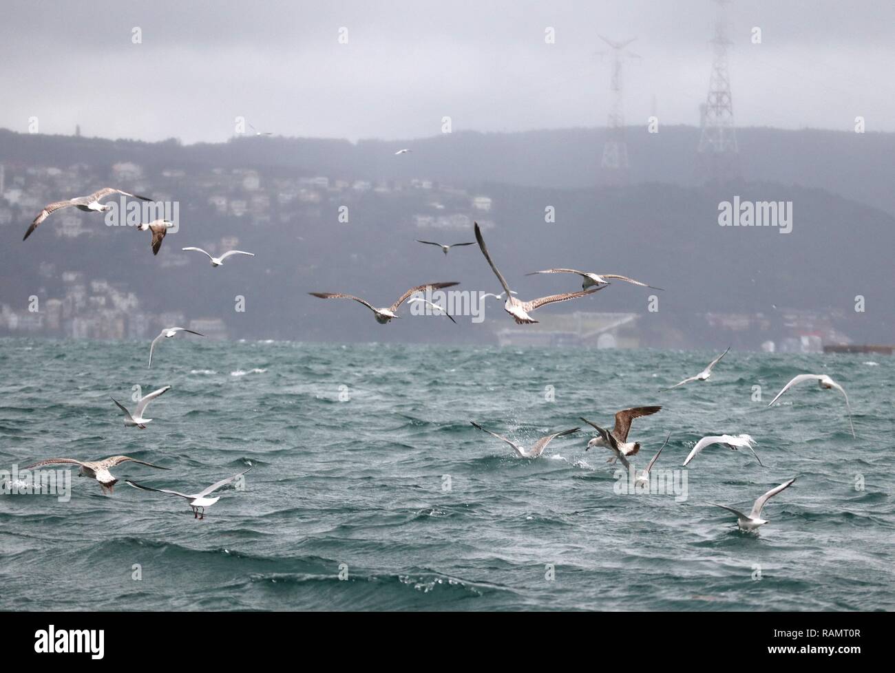 Istanbul, Türkei. Am 4. Januar, 2019. Möwen sind am Bosporus in Istanbul, Türkei, Jan. 4, 2019 gesehen. Credit: Xu Suhui/Xinhua/Alamy leben Nachrichten Stockfoto