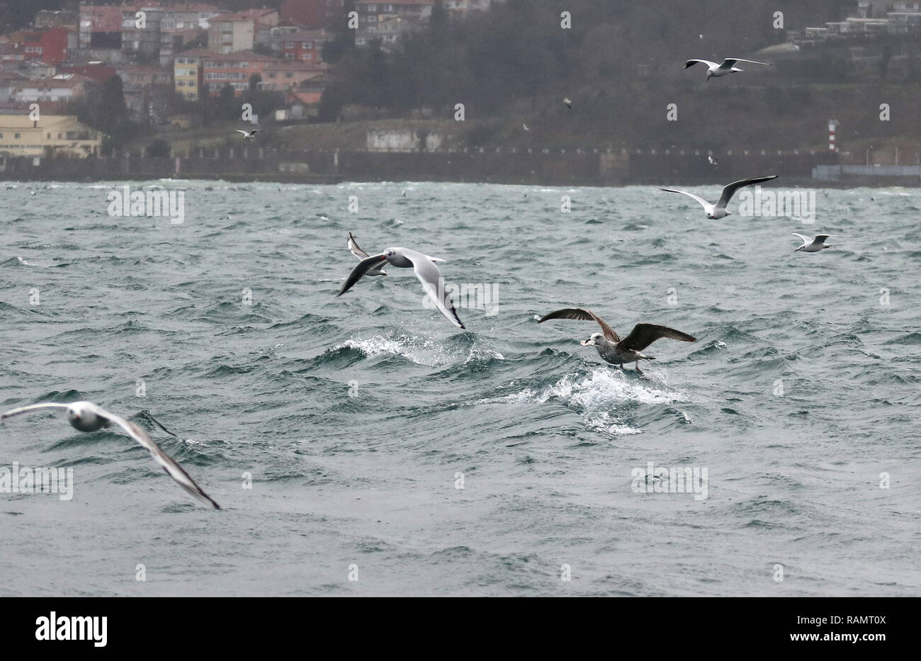 Istanbul, Türkei. Am 4. Januar, 2019. Möwen sind am Bosporus in Istanbul, Türkei, Jan. 4, 2019 gesehen. Credit: Xu Suhui/Xinhua/Alamy leben Nachrichten Stockfoto