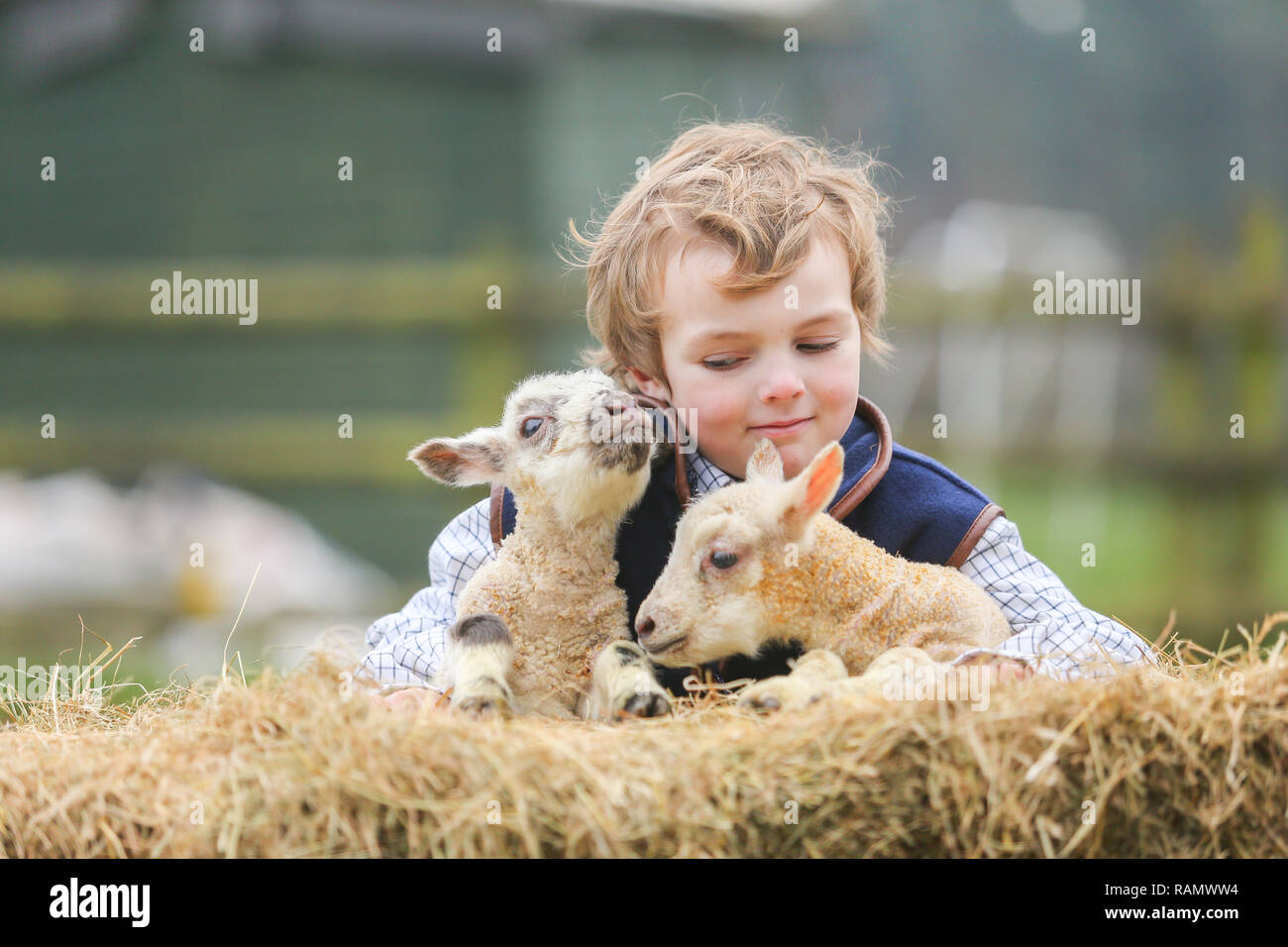 Arley, Worcestershire, Großbritannien. Am 4. Januar, 2019. 5-jährige Henley, auf die Farm seiner Familie in der Nähe von Arley, North Worcestershire, mit einem Tag - altes Lamm. Obwohl es noch Winter und der traditionellen lambing Saison beginnt im April in Großbritannien, Diese frühen Lämmer sind das Ergebnis der absichtlich verlassen die Tup, oder Ram, mit seiner Mutterschafe, die Herstellung neuer jährige Lämmer. Credit: Peter Lopeman/Alamy leben Nachrichten Stockfoto