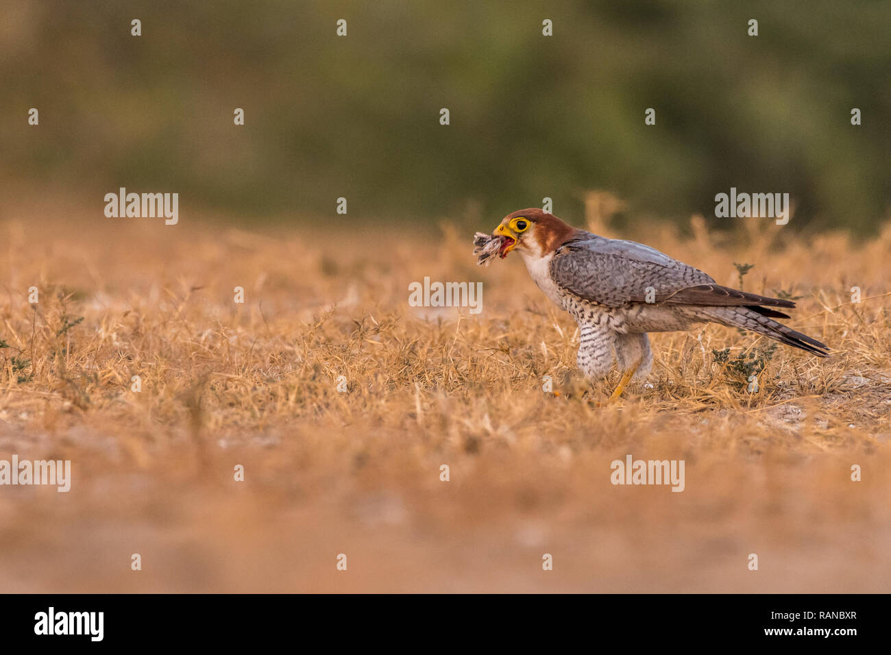 Dieses Bild von Red Necked Falcon ist in Gujarat in Indien, Stockfoto