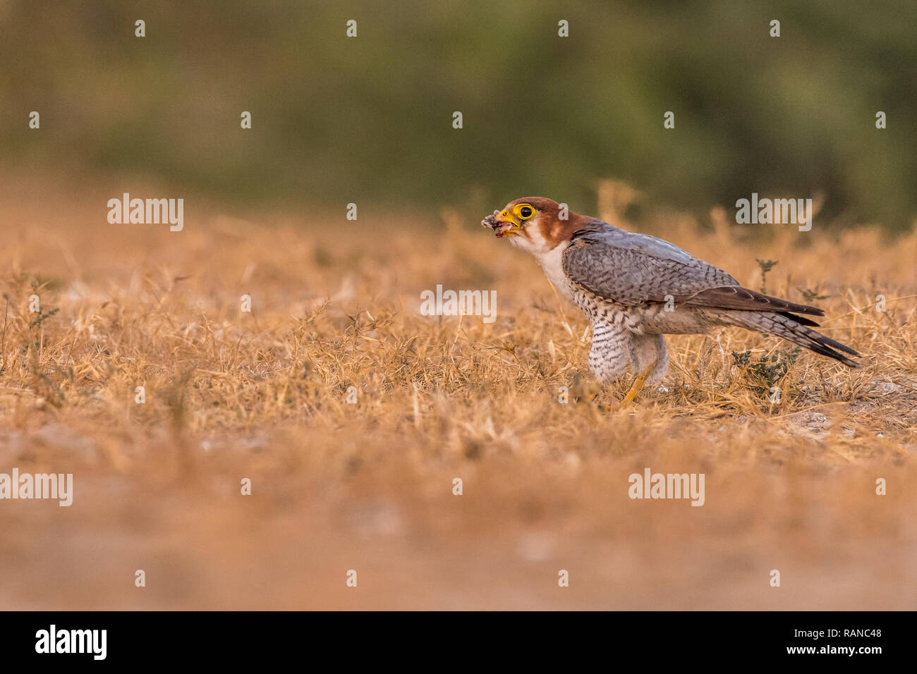 Dieses Bild von Red Necked Falcon ist in Gujarat in Indien, Stockfoto