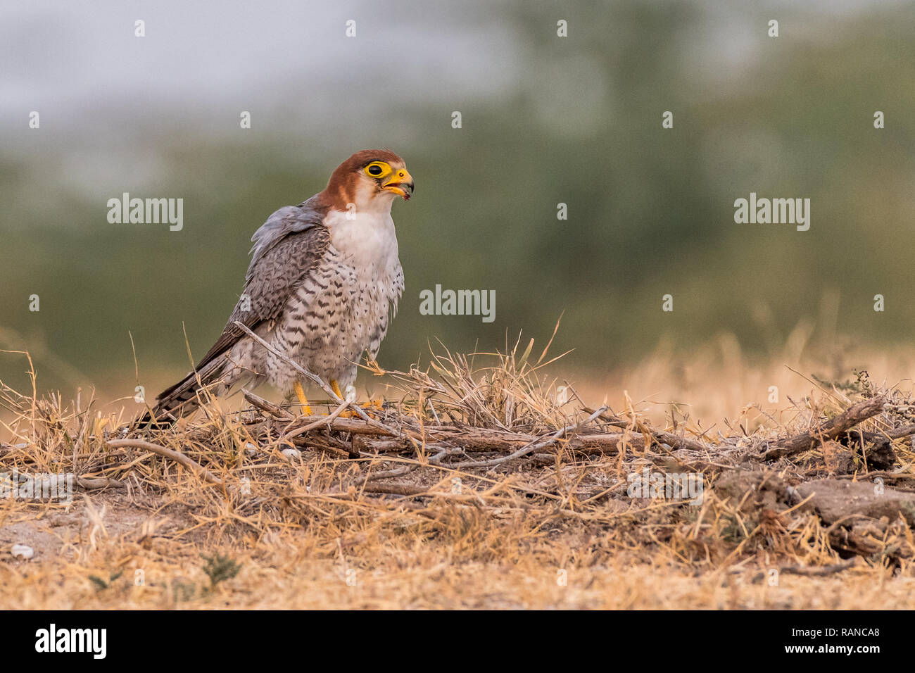 Dieses Bild von Red Necked Falcon ist in Gujarat in Indien, Stockfoto