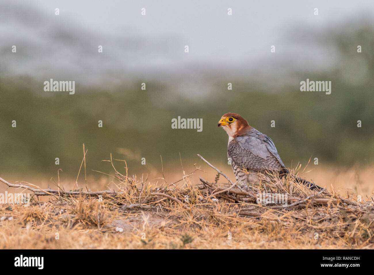 Dieses Bild von Red Necked Falcon ist in Gujarat in Indien, Stockfoto