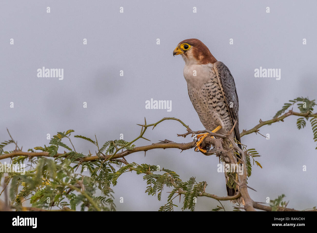 Dieses Bild von Red Necked Falcon ist in Gujarat in Indien, Stockfoto