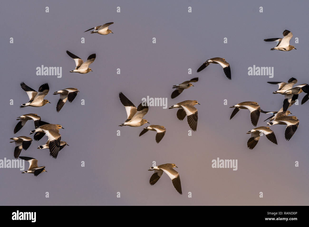 Dieses Bild der geselligen Kiebitze ist in Gujarat in Indien. Stockfoto