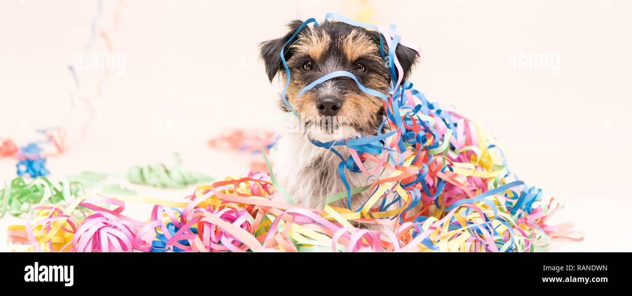 Cute Party Hund. Jack Russell bereit für Karneval Stockfoto