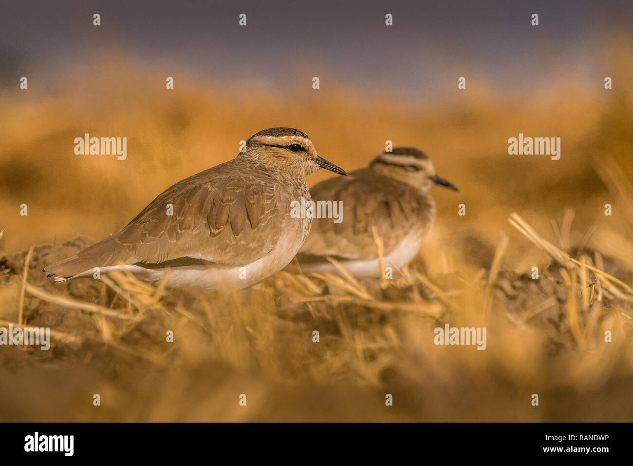 Dieses Bild der geselligen Kiebitze ist in Gujarat in Indien. Stockfoto