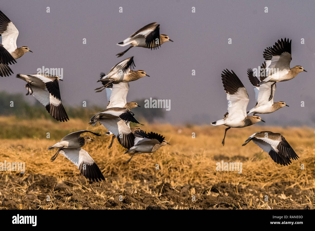 Dieses Bild der geselligen Kiebitze ist in Gujarat in Indien. Stockfoto
