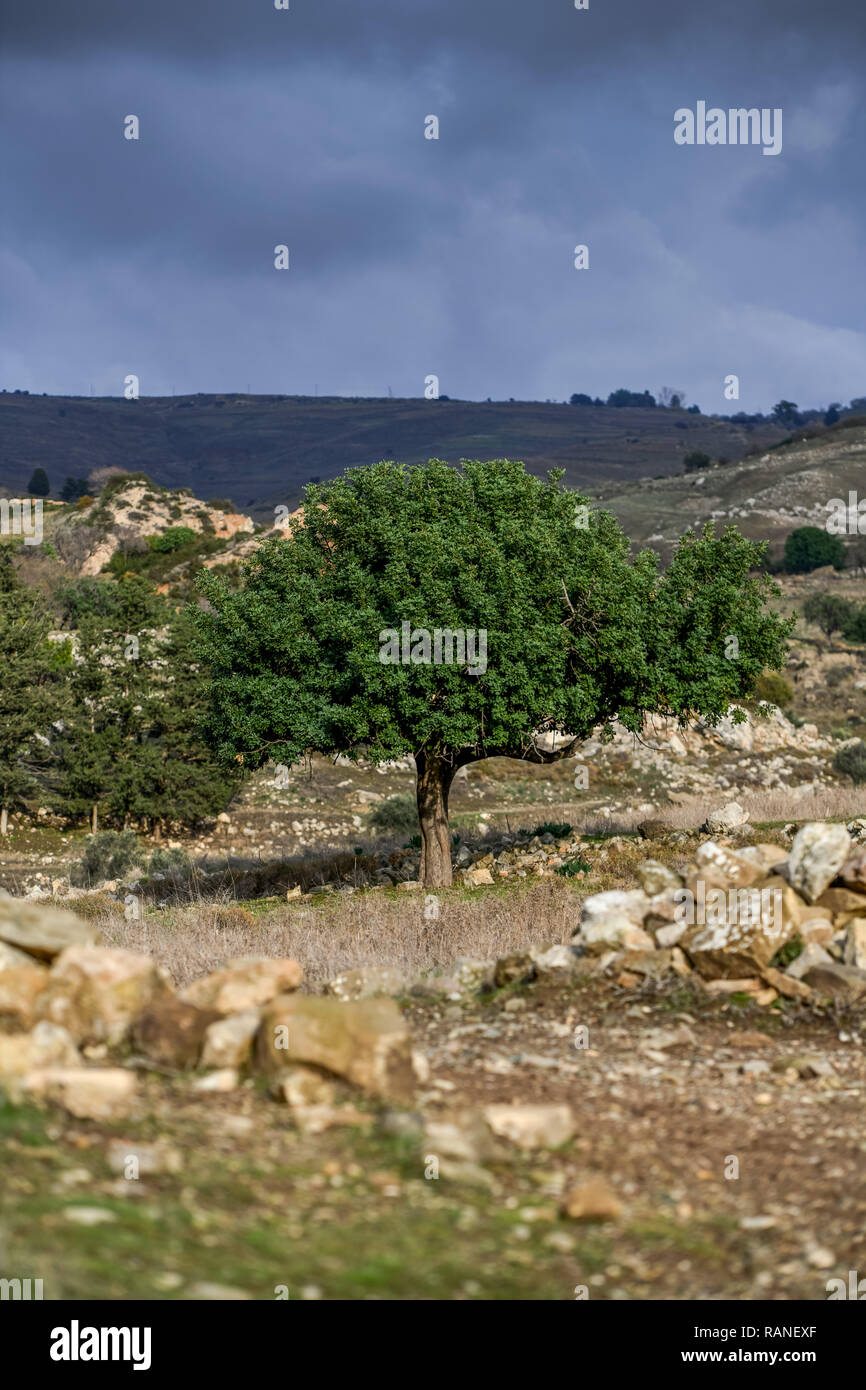 Baum, Landschaft, Halbinsel Akamas, Zypern, Baum, Landschaft, Akamas-Halbinsel, Zypen Stockfoto