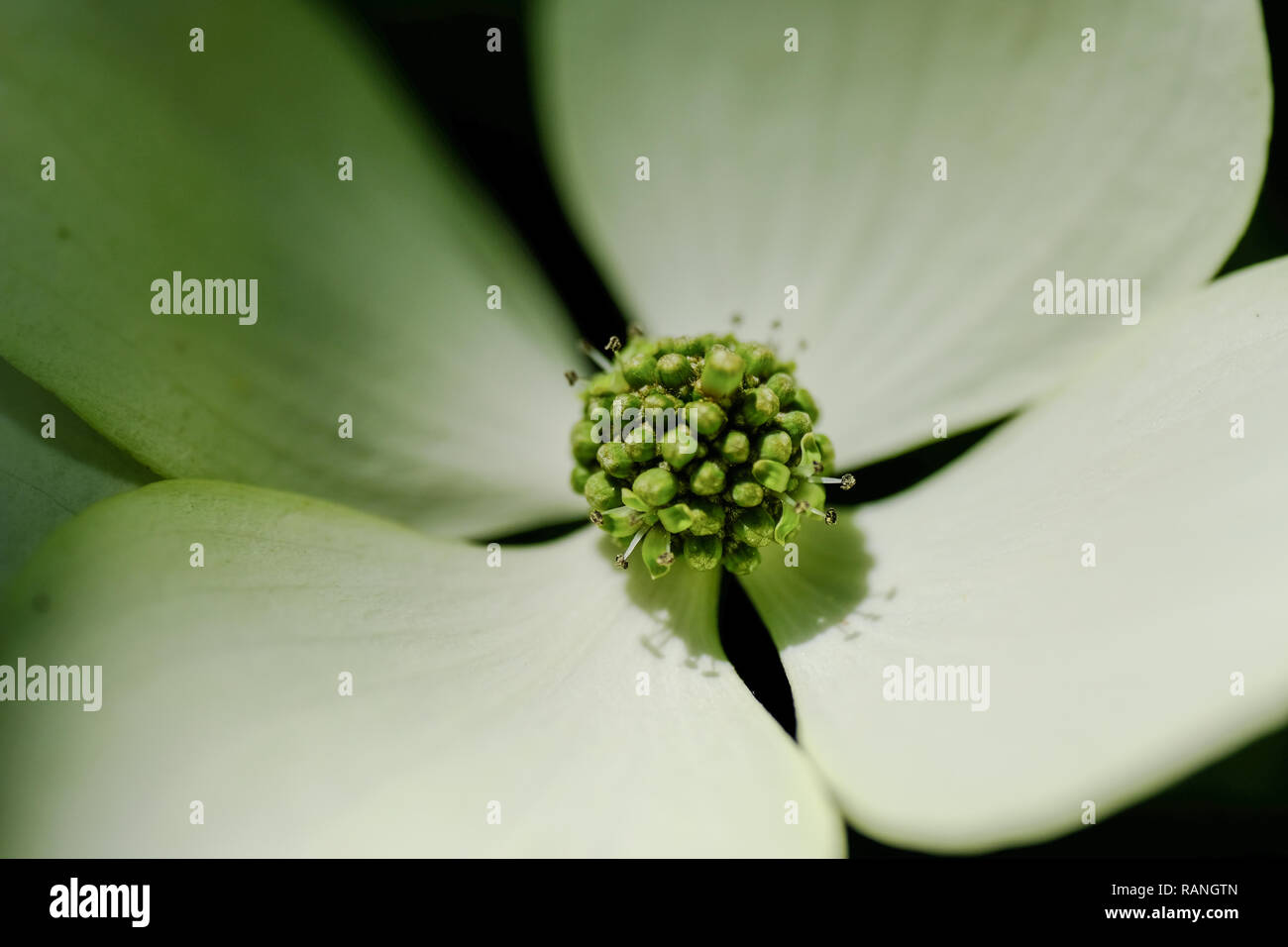 Nahaufnahme auf schönen weiß-grünliche Blüte Fokussierung der Blütenstempel, weiße Blume auf grünem Hintergrund Stockfoto