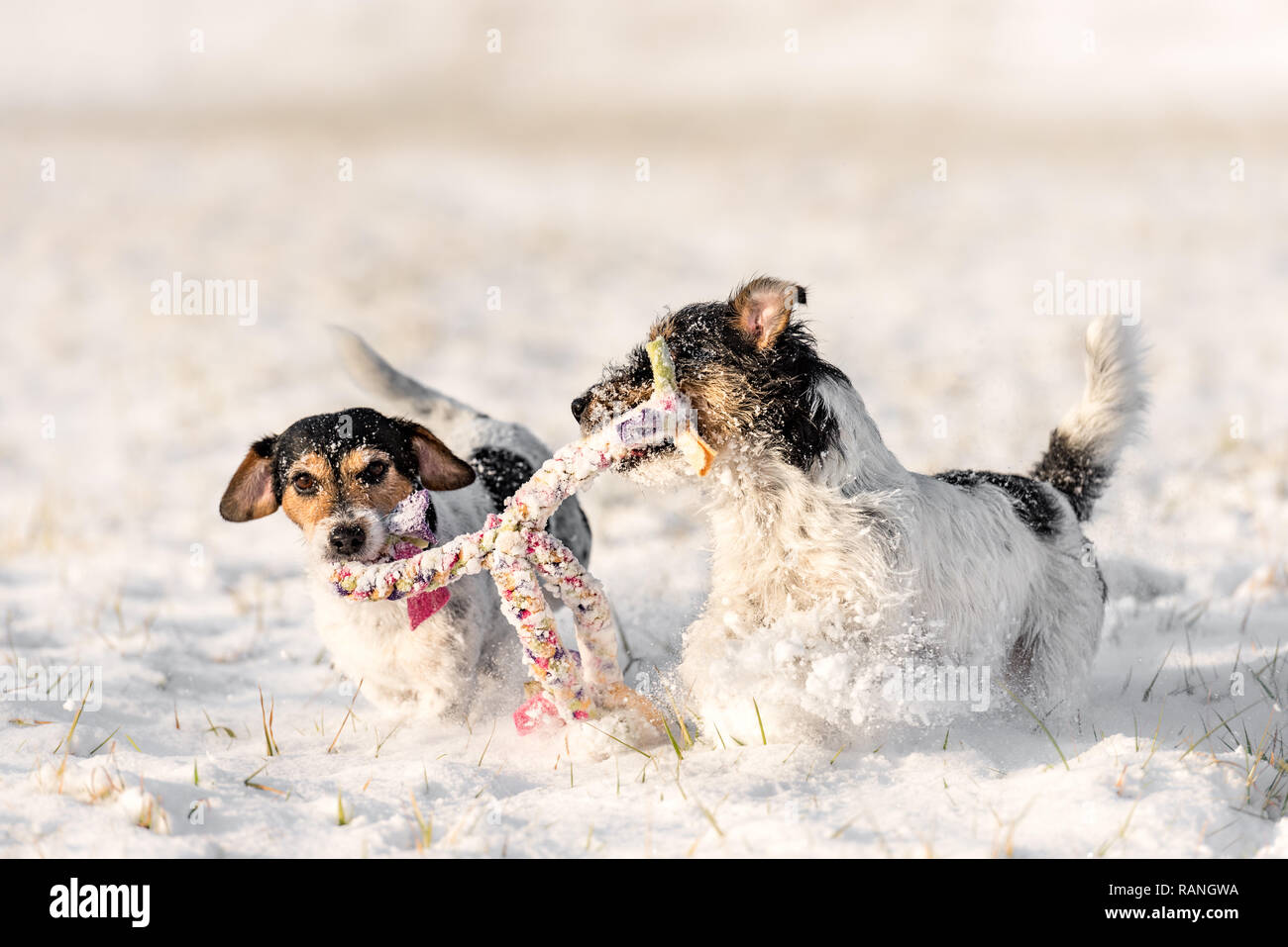 Zwei süße kleine Hunde sind im Schnee spielen mit einem Ball - Jack Russell Terrier Hund - Frisur gebrochen Stockfoto