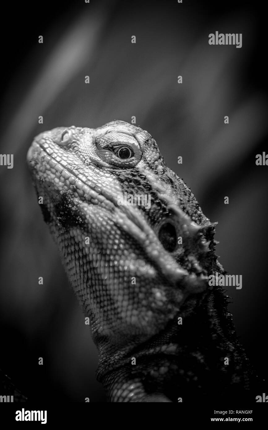 Portrait einer alarmiert, Iguana iguana Suche lustig auf dunklem Hintergrund Stockfoto