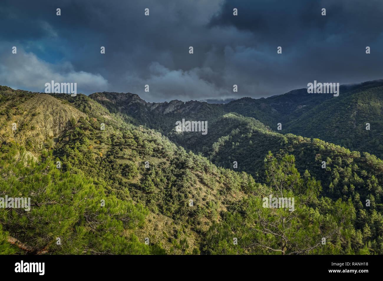 Paphos Wald, Troodos-gebirge, Zypern, Paphos-Forst, Troodos-Gebirge, Zypern Stockfoto