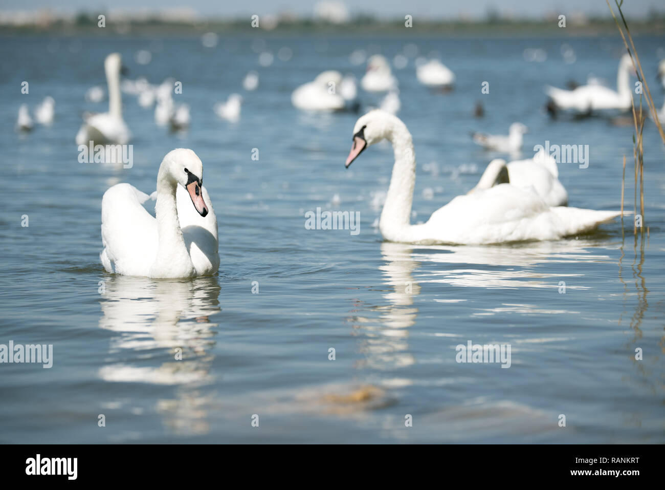 Herde weiß anmutige Schwäne schwimmen im blauen Wasser des Teiches. Stockfoto