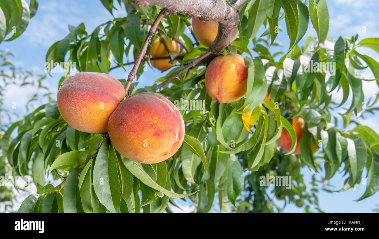 Frische Peach Tree closeup mit Früchten und Blättern in der Sonne. Kopieren Sie Raum, Toning Stockfoto