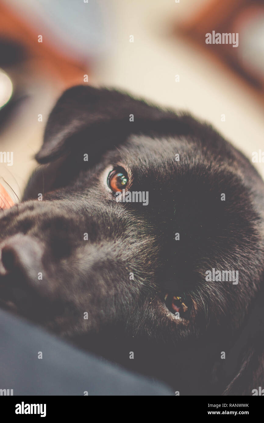 Süße Labrador Retriever mit Blick auf die Kamera Stockfoto