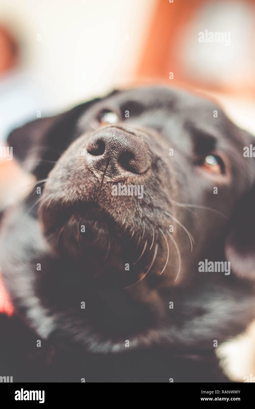 Schwarzer Labrador Retriever Nase Stockfoto